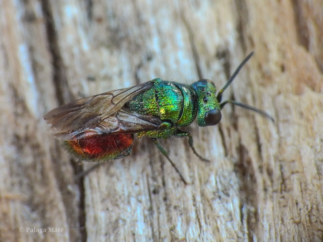 Pseudomalus triangulifer