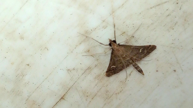 Dolicharthria punctalis - hosszúlábú tűzmoly