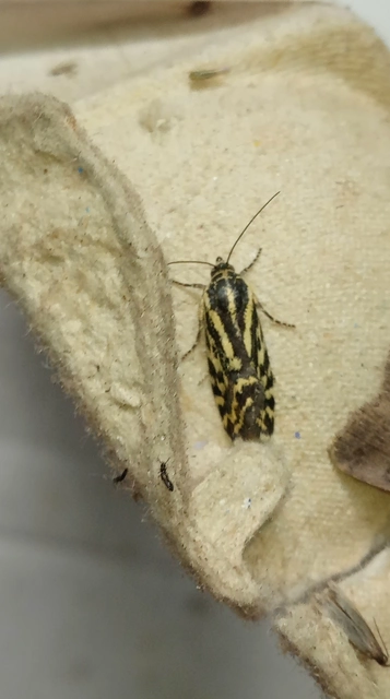 Emmelia trabealis - zebrabagoly