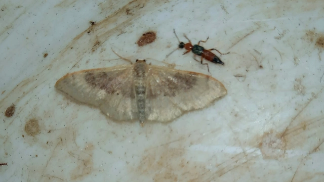 Idaea degeneraria - barnasávos araszoló