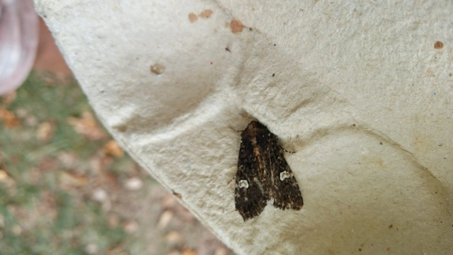 Melanchra persicariae - fehérfoltos kertibagoly