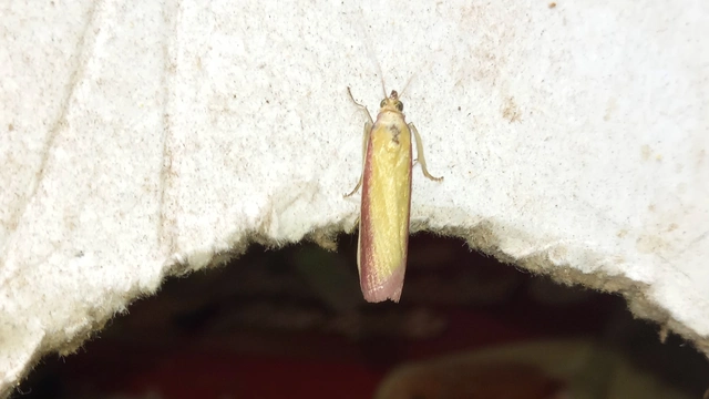 Oncocera semirubella - lucernamoly