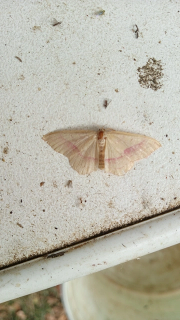 Rhodostrophia vibicaria - pirosszélű araszoló
