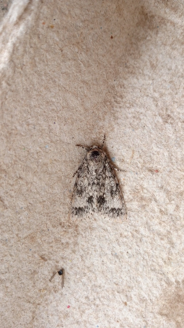 Acronicta megacephala - nagyfejű szigonyosbagoly