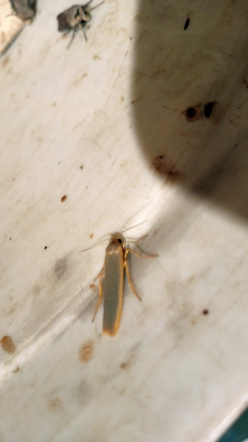 Eilema complana - közönséges zuzmószövő