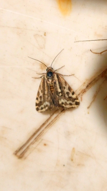 Emmelia trabealis - zebrabagoly