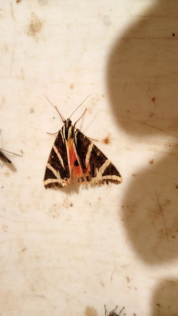 Euplagia quadripunctaria - csíkos medvelepke