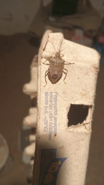 Halyomorpha halys - ázsiai márványospoloska