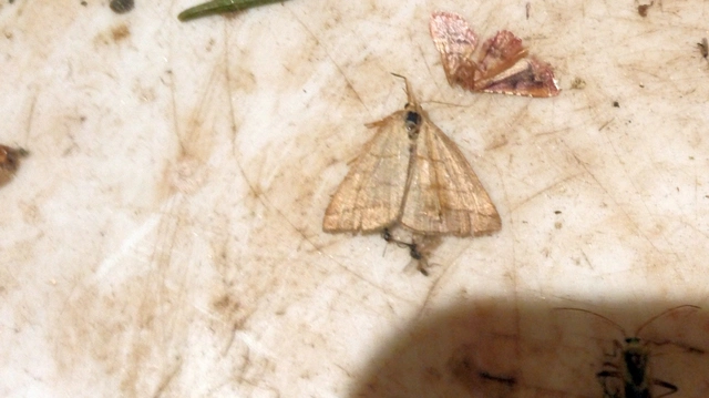 Polypogon tentacularia - sötétaljú karcsúbagoly