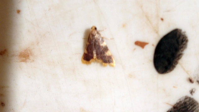 Hypsopygia costalis - szénailonca