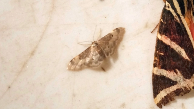 Idaea filicata - sötéttövű apróaraszoló