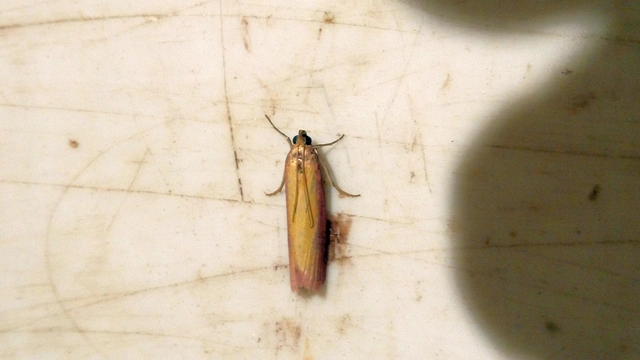 Oncocera semirubella - lucernamoly