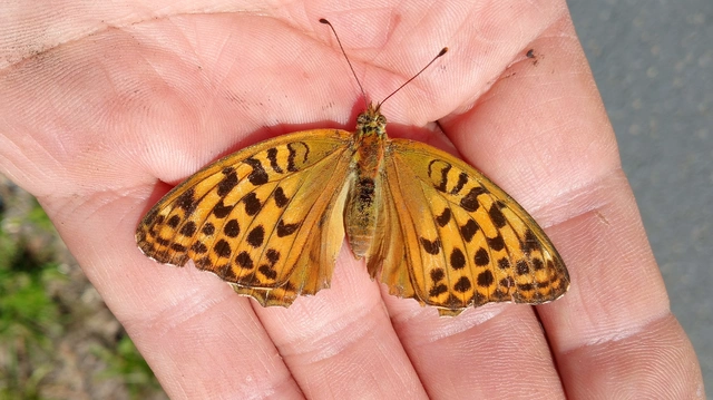 Argynnis paphia - nagy gyöngyházlepke