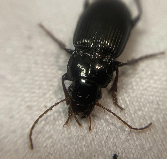 Amara gebleri - Gebler-óriásközfutó Amara gebleri - Gebler-óriásközfutó