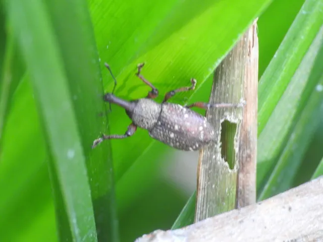 Hylobius transversovittatus - füzény-fenyvesormányos