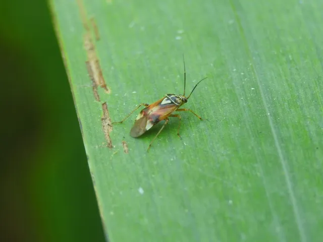 Lygus pratensis - változó mezeipoloska