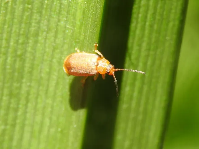 Galerucella