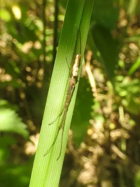Tetragnatha