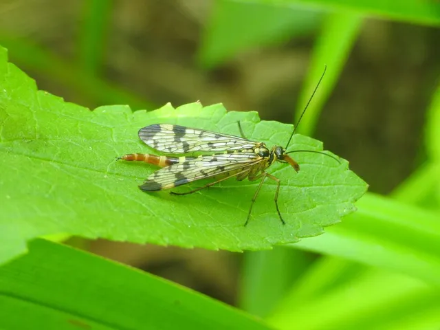 Panorpa communis/vulgaris