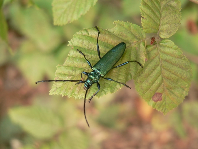 Aromia moschata - pézsmacincér