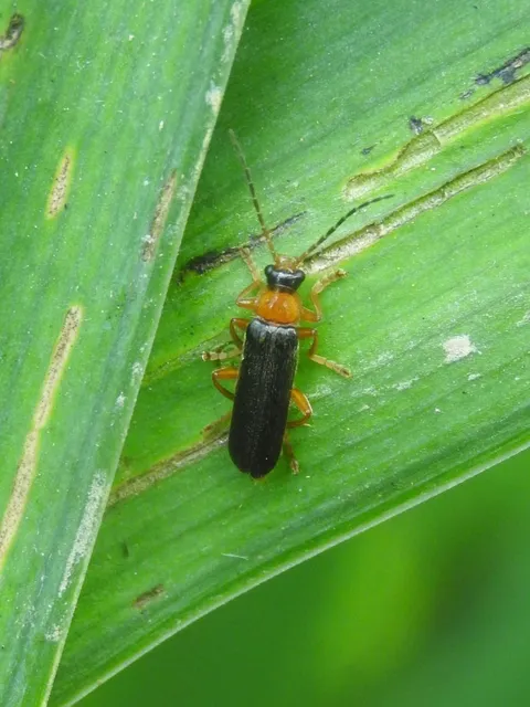 Cantharis flavilabris