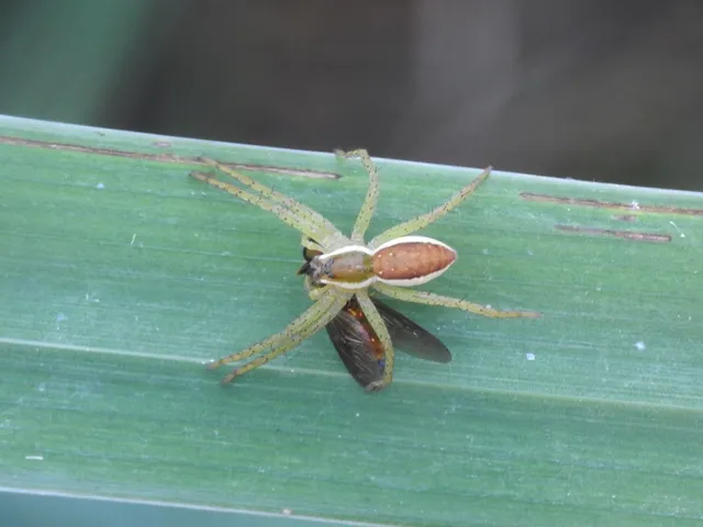 Dolomedes