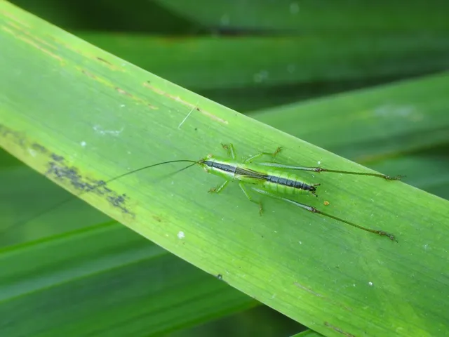 Conocephalus fuscus - kis kúpfejűszöcske