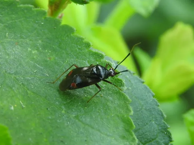 Deraeocoris