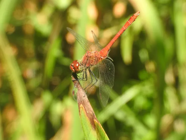 Sympetrum sanguineum - vörös katona-szitakötő