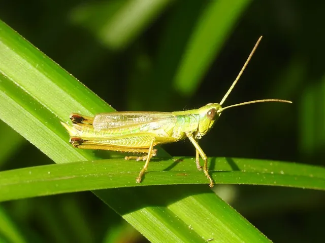 Pseudochorthippus parallelus - közönséges rétisáska