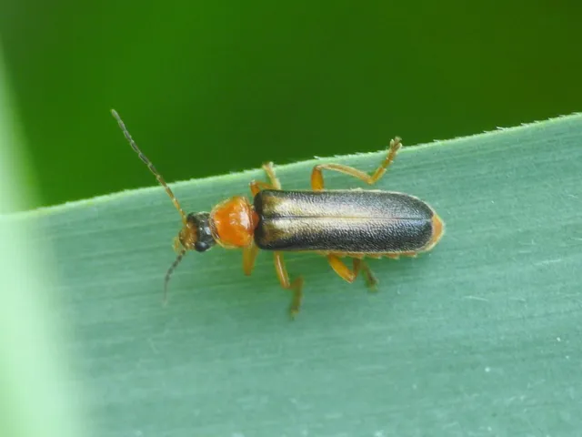 Cantharis nigra