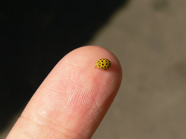 Psyllobora vigintiduopunctata - huszonkétpettyes katica