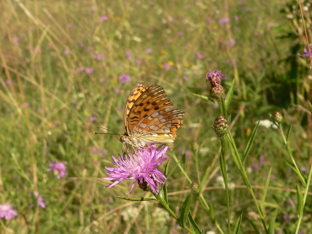 Argynnis adippe - ezüstös gyöngyházlepke