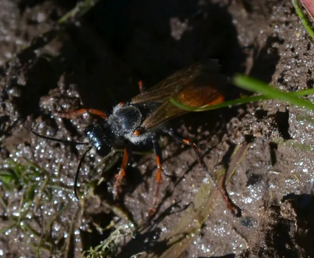 Hymenoptera - Hártyásszárnyúak Hymenoptera - Hártyásszárnyúak