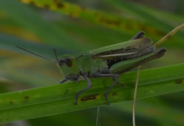 Chorthippus
