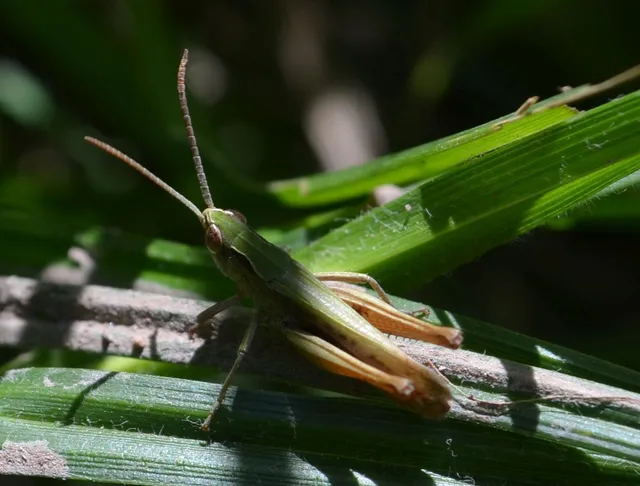 Chorthippus dorsatus - hátas rétisáska