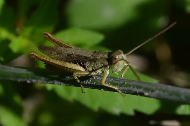 Chorthippus dorsatus - hátas rétisáska