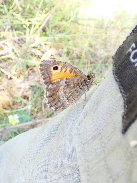 Arethusana arethusa - közönséges szemeslepke