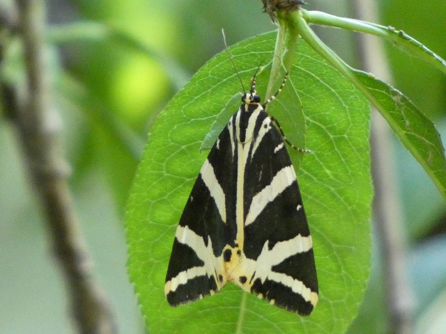 Euplagia quadripunctaria - csíkos medvelepke