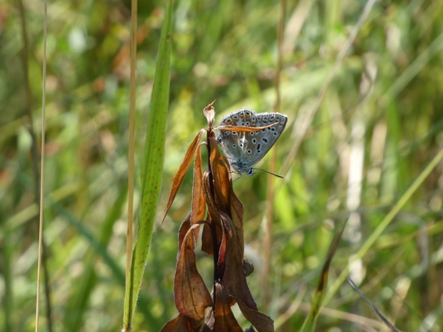 Polyommatus coridon - ezüstkék boglárka