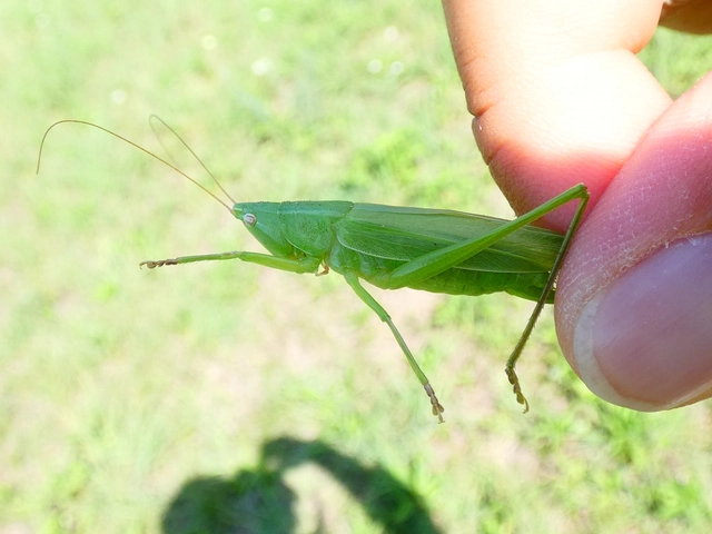 Ruspolia nitidula - nagy kúpfejűszöcske