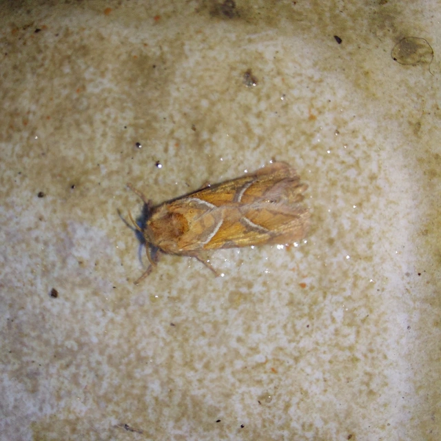 Triodia sylvina - kis gyökérrágólepke