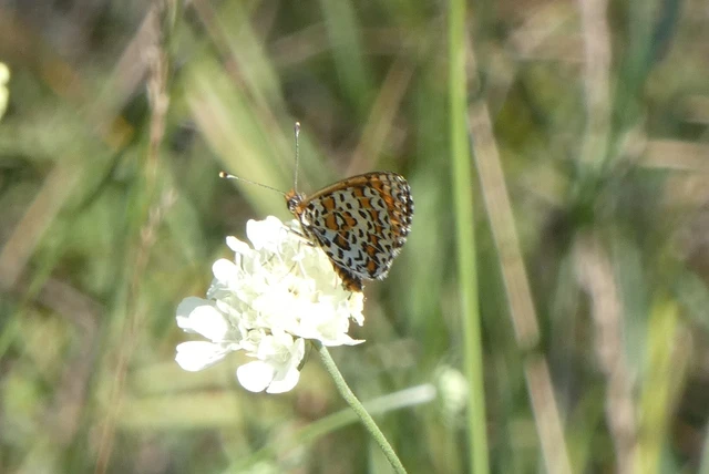 Melitaea trivia - kis tarkalepke