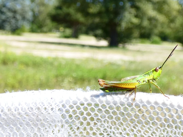 Euthystira brachyptera - smaragdzöld sáska