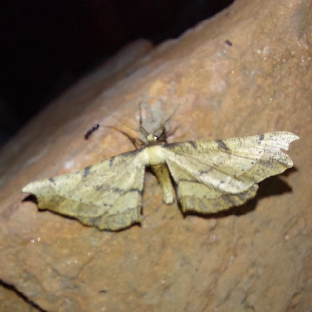 Artiora evonymaria - kecskerágó-araszoló