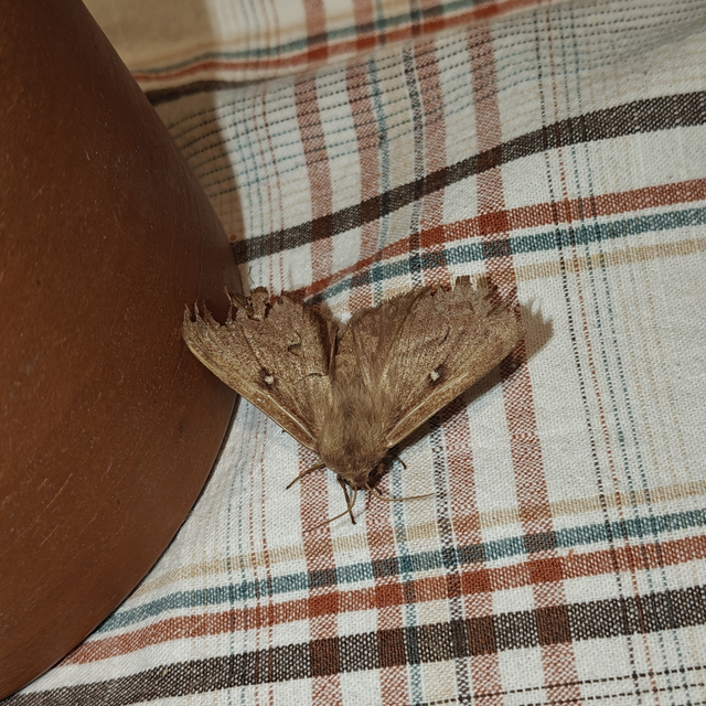 Lasiocampa trifolii - lóhereszövő