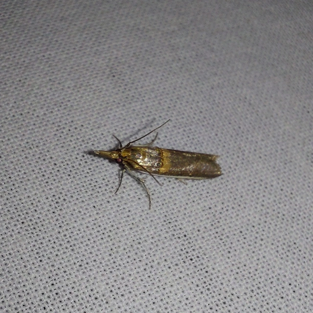 Etiella zinckenella - akácmoly