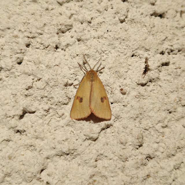 Diacrisia sannio - vörösszélű medvelepke