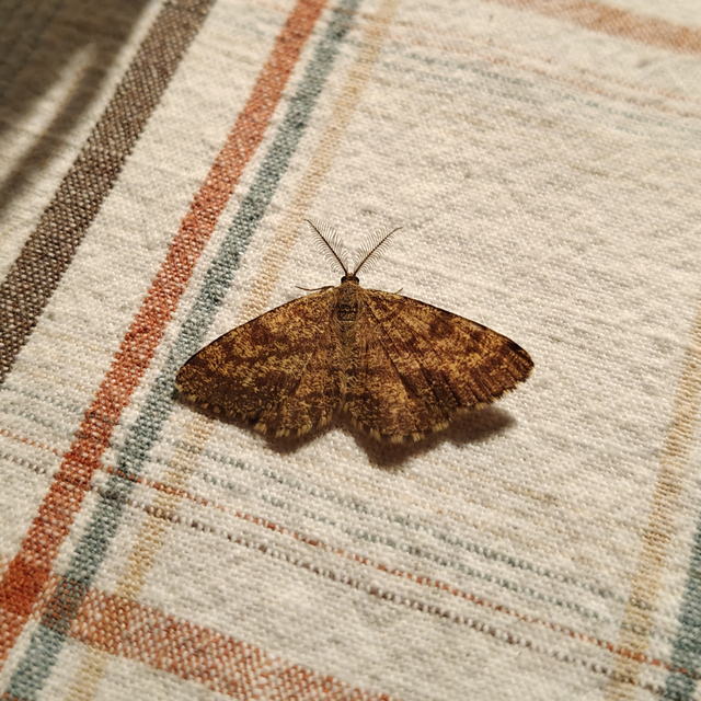Ematurga atomaria - barna rétiaraszoló