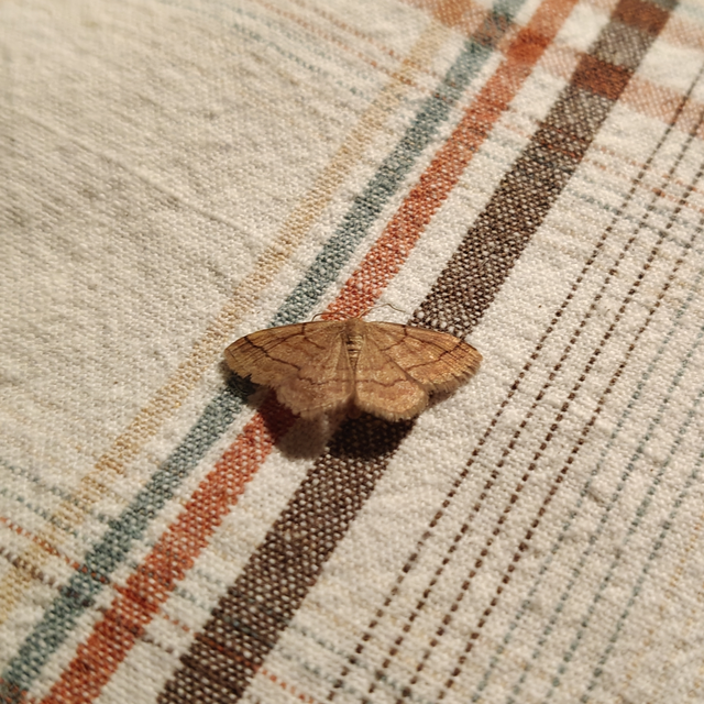 Scopula rubiginata - réti pirosaraszoló